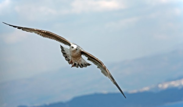 Gaviota